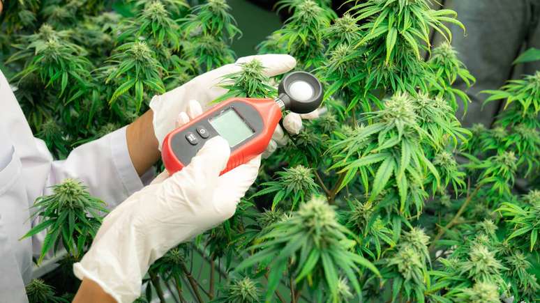 As evid&ecirc;ncias cient&iacute;ficas recentes indicam que o consumo de cannabis, sobretudo em uso prolongado e em altas doses de THC, pode estar relacionado a diferentes riscos para a sa&uacute;de mental &ndash; depositphotos.com / BiancoBlue