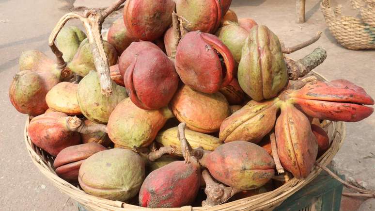 Da pol&ecirc;mica urbana aos estudos em laborat&oacute;rio, a castanha-da-&Iacute;ndia ganha destaque na ci&ecirc;ncia &ndash; depositphotos.com / Jahidul Islam