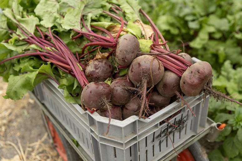 As folhas de beterraba s&atilde;o repletas de compostos saud&aacute;veis, mas costumam ser ignoradas ou descartadas