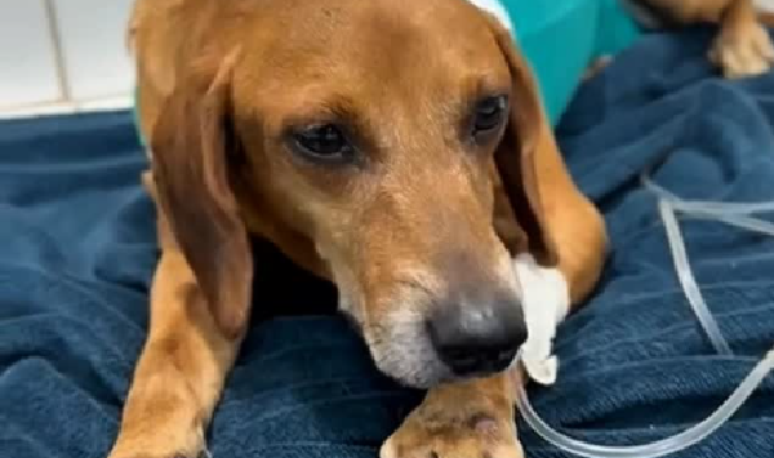 Cachorro atacado com l&iacute;quido quente est&aacute; com infec&ccedil;&atilde;o generalizada e luta pela vida