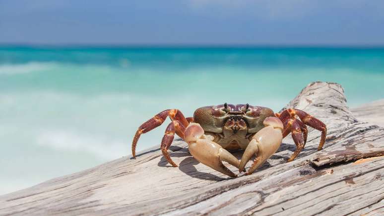 Mais que apar&ecirc;ncia, siris e caranguejos revelam estrat&eacute;gias &uacute;nicas que ajudam a entender os ecossistemas costeiros &ndash; depositphotos.com / anekoho