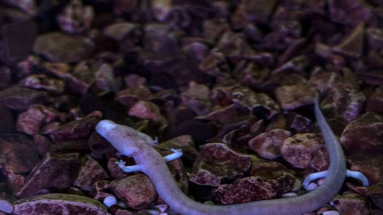 Vivendo na escurid&atilde;o total, o Proteus anguinus desafia a l&oacute;gica da evolu&ccedil;&atilde;o com adapta&ccedil;&otilde;es &uacute;nicas &ndash; depositphotos.com / izanbar
