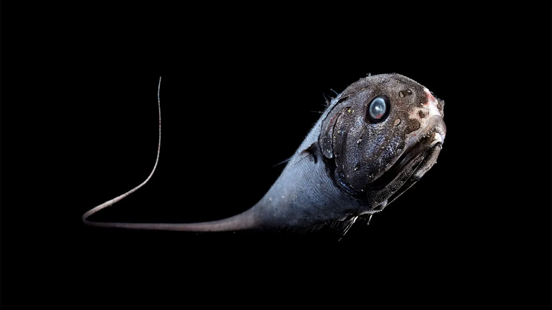 Este peixe-rato necr&oacute;fago de &aacute;guas profundas &eacute; da esp&eacute;cie globehead whiptail