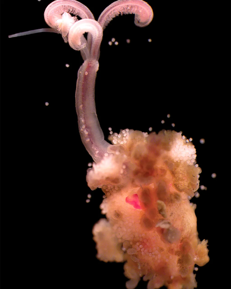 A 'flor de muco que come ossos' perfura o osso da baleia com ra&iacute;zes cheias de bact&eacute;rias, enquanto suas plumas captam oxig&ecirc;nio da &aacute;gua ao redor