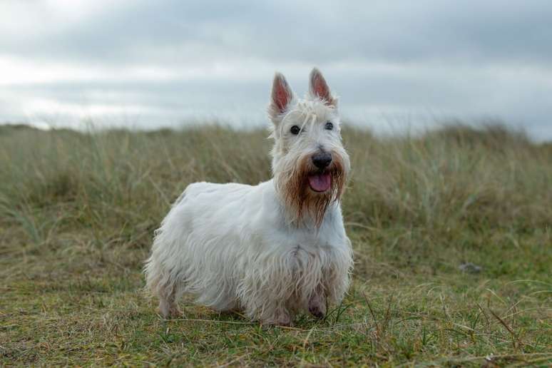 Al&eacute;m da apar&ecirc;ncia marcante com &ldquo;barba&rdquo; caracter&iacute;stica, o terrier escoc&ecirc;s, assim como Stoutland, se associa &agrave; lealdade e ao instinto protetor 