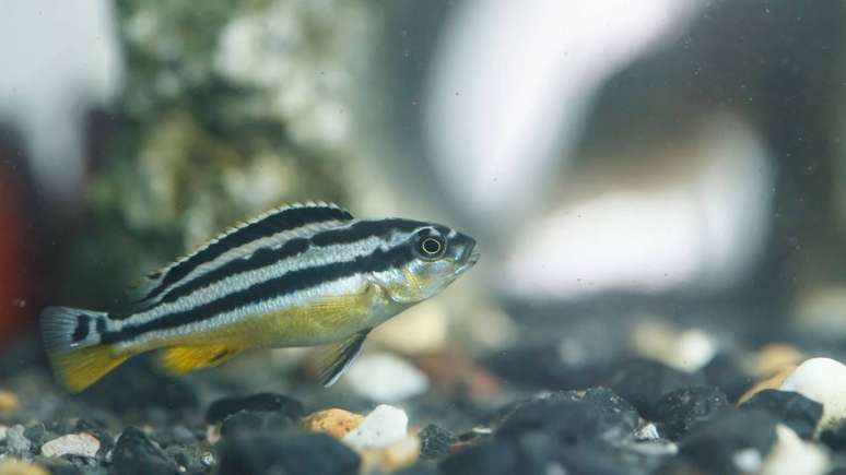 Os peixes-zebra ganharam espa&ccedil;o na biomedicina por terem desenvolvimento r&aacute;pido, corpo parcialmente transparente nas fases iniciais e grande semelhan&ccedil;a gen&eacute;tica com humanos em v&aacute;rios genes &ndash; depositphotos.com / Nat_stocker