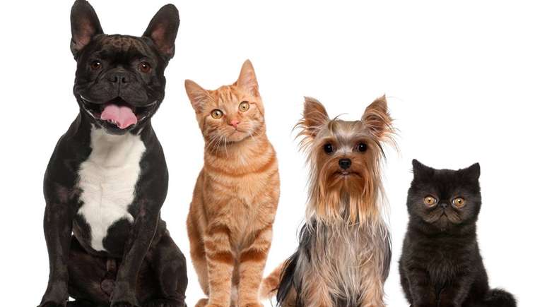 Estudos mostram que, para c&atilde;es e gatos, forma e movimento importam mais que cor &ndash; depositphotos.com / lifeonwhite