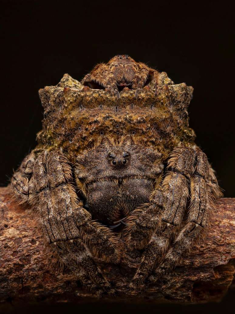 Couple's Camouflage, de Artur Tomaszek (Pol&ocirc;nia)