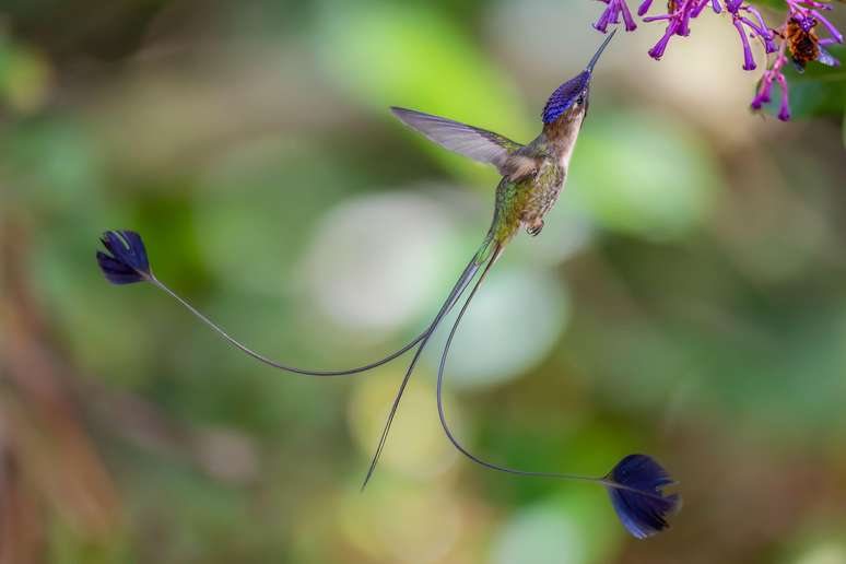 Marvellous Spatuletail, de Dustin Chen (Reino Unido)