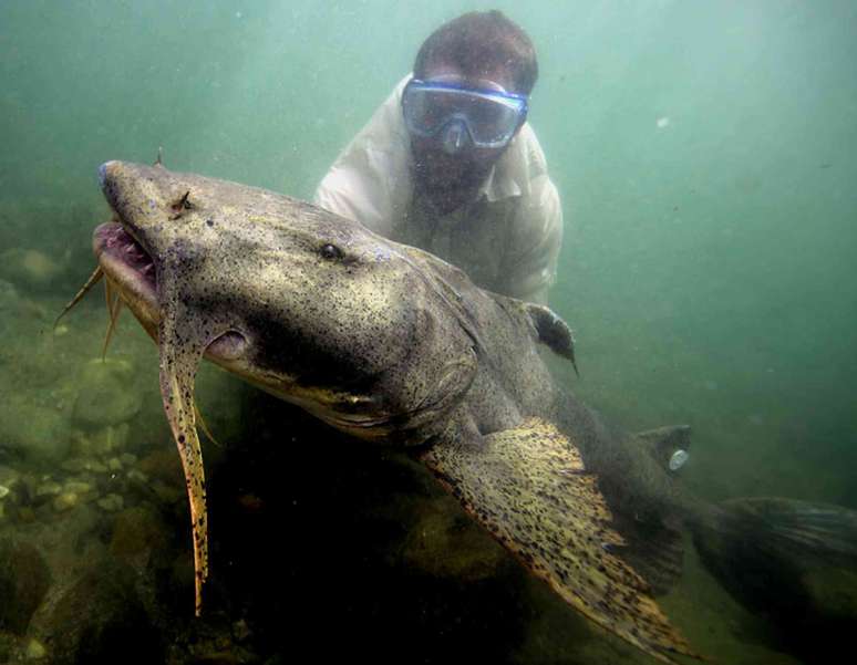 Um homem segura um peixe muito grande debaixo d'&aacute;gua.