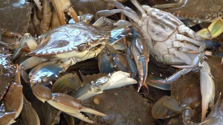 O siri-azul venezuelano &eacute; considerado um produto premium