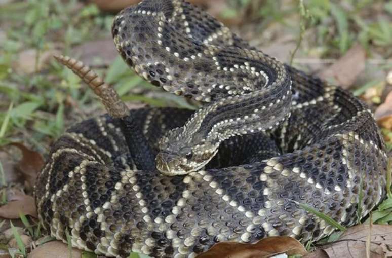 Uma imagem da Crotalus durissus, tipo de cascavel encontrado na Am&eacute;rica do Sul