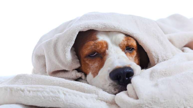 Cachorro doente &ndash; depositphotos.com / igorr1