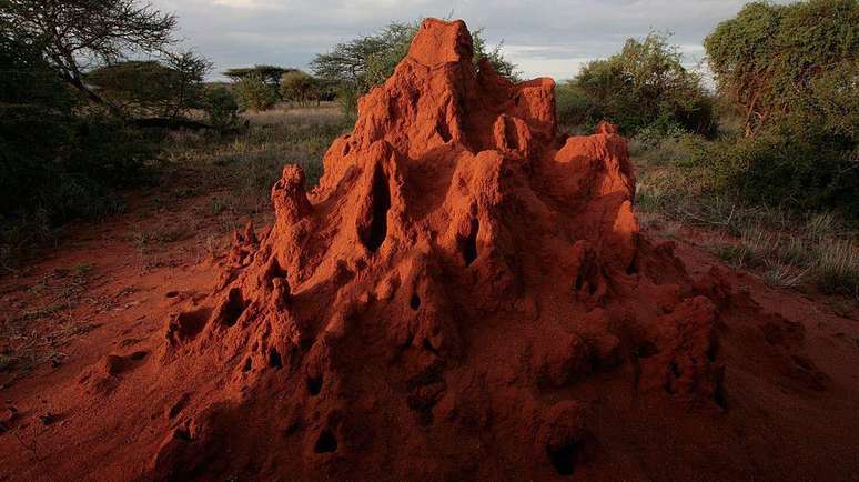 As formigas podem ser encontradas com frequ&ecirc;ncia em montes como este