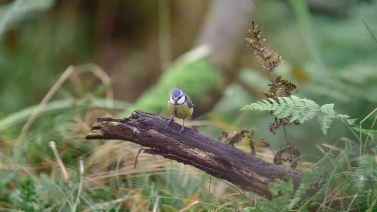 A biodiversidade sustenta uma s&eacute;rie de servi&ccedil;os ecossist&ecirc;micos essenciais, como a poliniza&ccedil;&atilde;o de culturas agr&iacute;colas, a regula&ccedil;&atilde;o do clima, a purifica&ccedil;&atilde;o da &aacute;gua, a forma&ccedil;&atilde;o de solos f&eacute;rteis e o controle natural de pragas e doen&ccedil;as &ndash; depositphotos.com / ysbrand