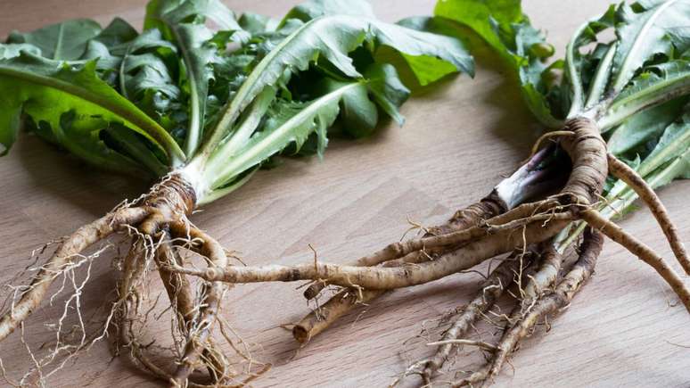 Usada em ch&aacute;s e extratos, a raiz combina tradi&ccedil;&atilde;o e ci&ecirc;ncia no cuidado complementar do f&iacute;gado &ndash; depositphotos.com / MadeleineSteinbach