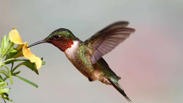 Al&eacute;m do n&eacute;ctar, a dieta inclui pequenos insetos e aranhas, que fornecem prote&iacute;nas, gorduras e minerais essenciais &ndash; depositphotos.com / steve_byland