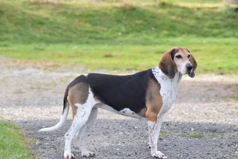 A pr&aacute;tica regular de exerc&iacute;cios f&iacute;sicos &eacute; indispens&aacute;vel para o beagle harrier 