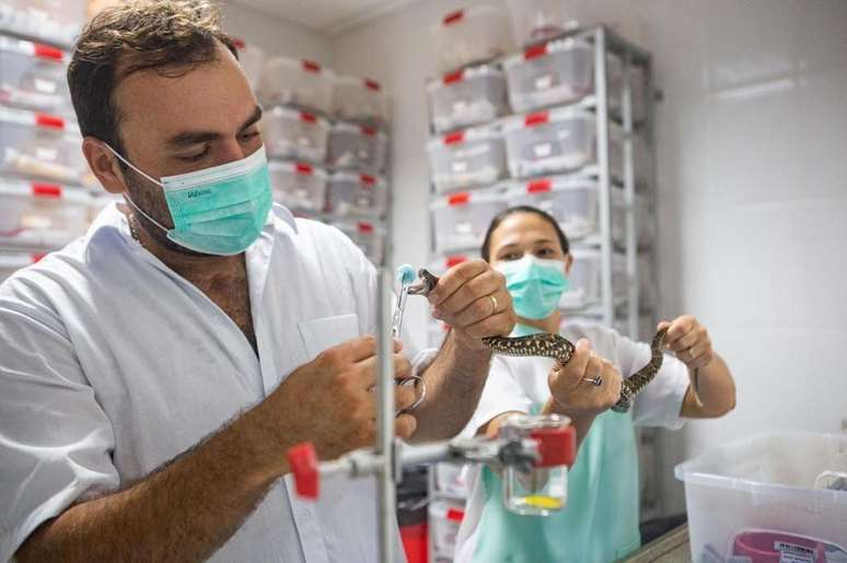 Breno e Milena Almeida durante extra&ccedil;&atilde;o e processamento do veneno de jararaca, da esp&eacute;cie Bothrops atrox