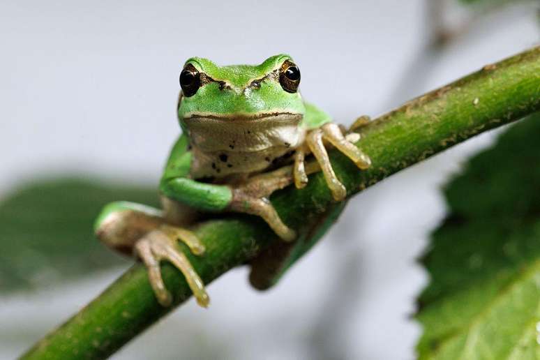 Cerca de 40% das esp&eacute;cies de anf&iacute;bios est&atilde;o em risco de extin&ccedil;&atilde;o; apesar disso, h&aacute; pouqu&iacute;ssimo financiamento para pesquisas sobre esse animais