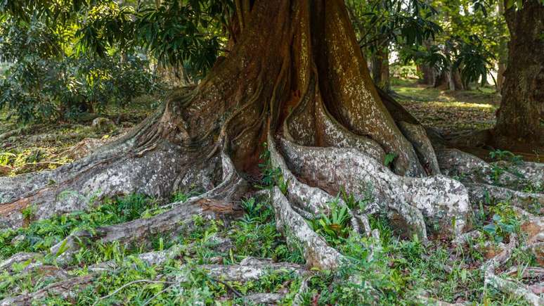 As ra&iacute;zes, em sua forma mais conhecida, s&atilde;o respons&aacute;veis por sustentar a planta no solo e garantir o abastecimento de &aacute;gua e minerais &ndash; depositphotos.com / AlexGukBO