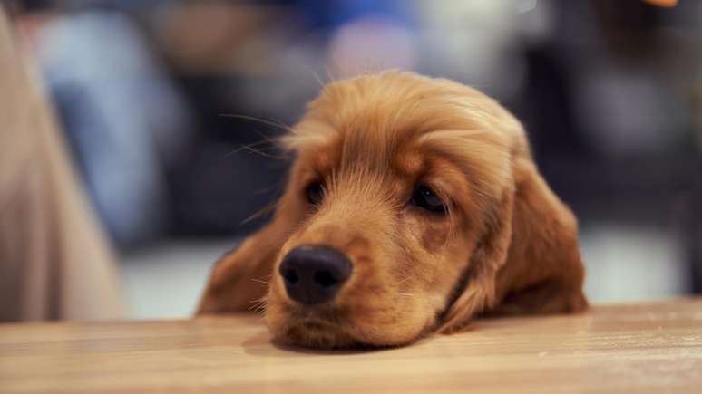 Os sintomas de intoxica&ccedil;&atilde;o por chocolate incluem v&ocirc;mito, diarreia, aumento da ingest&atilde;o de &aacute;gua, aumento da frequ&ecirc;ncia urin&aacute;ria, acelera&ccedil;&atilde;o dos batimentos card&iacute;acos, tremores, eleva&ccedil;&atilde;o da press&atilde;o arterial e da temperatura corporal.