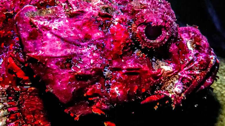 As cores do peixe-pedra variam entre tons de marrom, cinza, verde-oliva e avermelhado, o que facilita o disfarce no ambiente marinho &ndash; depositphotos.com / johnanderson