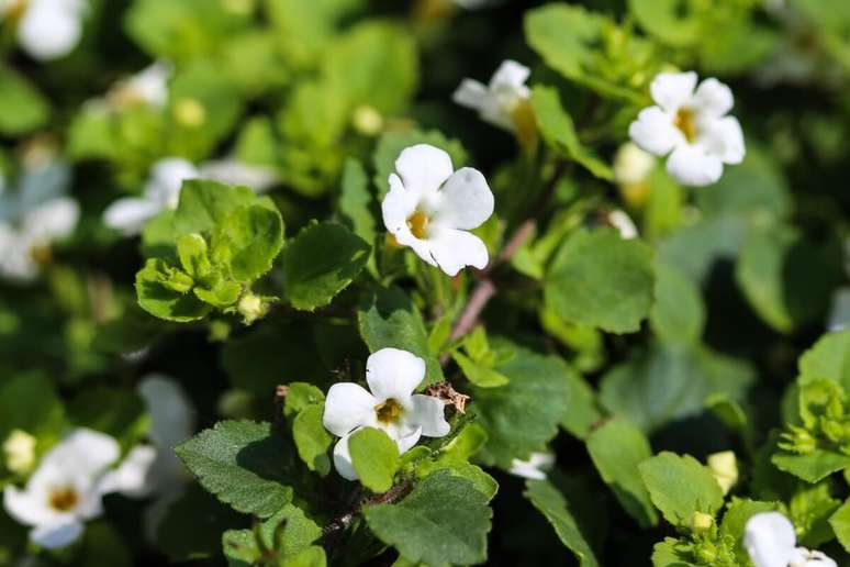 Bacopa monnieri యొక్క ఉపయోగం రోజువారీ జీవితంలో మరింత శక్తి మరియు దృష్టికి దోహదం చేస్తుంది