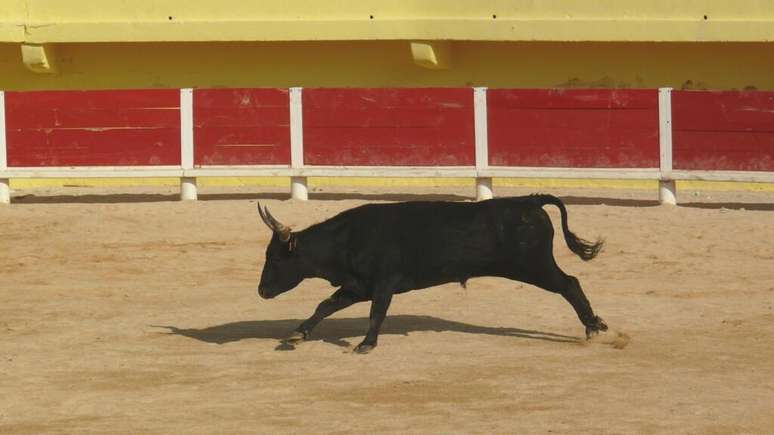 Touradas s&atilde;o tradicionais na Espanha, mas pr&aacute;tica &eacute; cada vez mais contestada.