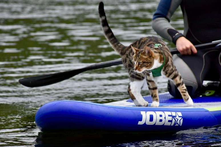Bongo adora tanto a prancha de stand-up paddle que pula nela enquanto ainda est&aacute; sendo inflada e tamb&eacute;m quando est&aacute; na &aacute;gua, diz sua tutora