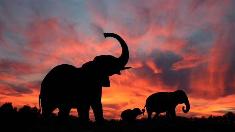 Poucos filhotes, mas muito investimento: a estrat&eacute;gia do elefante &eacute; apostar em beb&ecirc;s mais desenvolvidos &ndash; depositphotos.com / Dustien