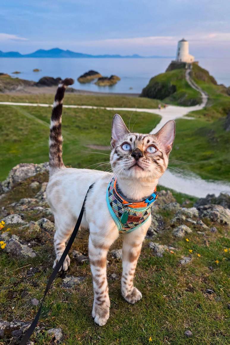 Capit&atilde;o Crumpet j&aacute; fez caminhadas por todo o Pa&iacute;s de Gales, incluindo o Farol de Twr Mawr na Ilha de Llanddwyn, no Pa&iacute;s de Gales