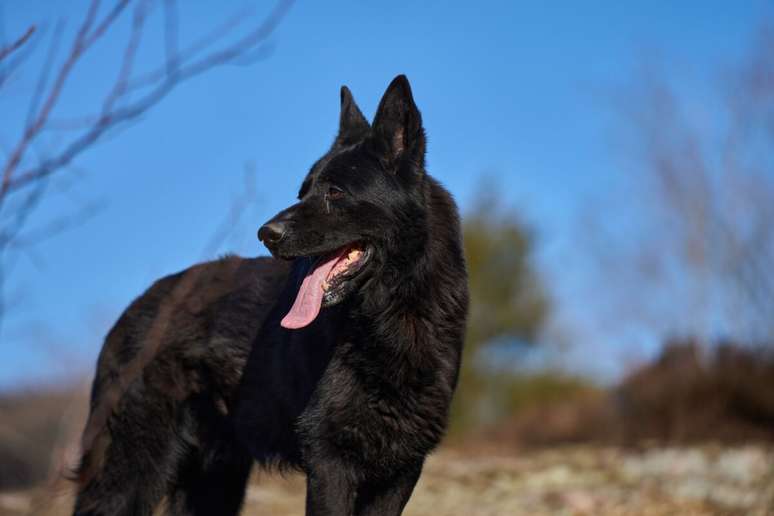 O pastor alem&atilde;o se destaca pela intelig&ecirc;ncia, obedi&ecirc;ncia e lealdade 