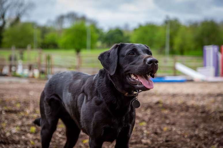 Popular, soci&aacute;vel e inteligente, o labrador retriever se destaca pelo temperamento equilibrado e pela forte conex&atilde;o com a fam&iacute;lia 