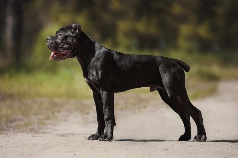 O cane corso &eacute; um guardi&atilde;o leal e protetor que exige um tutor experiente e uma boa base de treinamento e socializa&ccedil;&atilde;o 