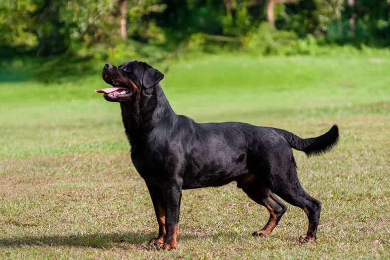 O rottweiler &eacute; um c&atilde;o leal e protetor que, quando bem socializado, revela um temperamento equilibrado e afetuoso 