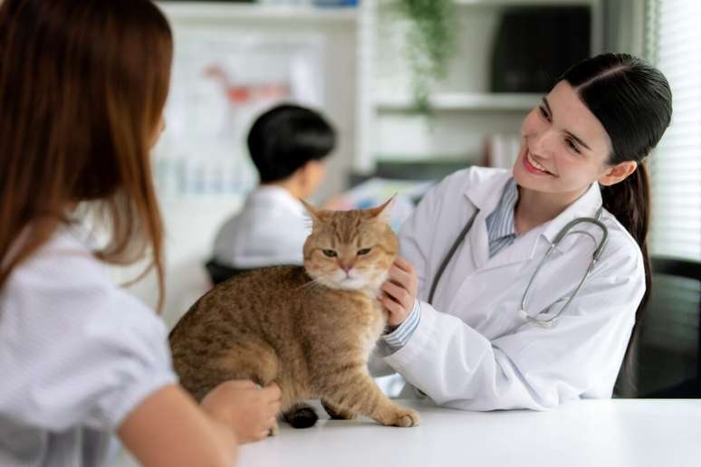 O suporte ap&oacute;s a ado&ccedil;&atilde;o faz toda a diferen&ccedil;a contra o abandono do animal 