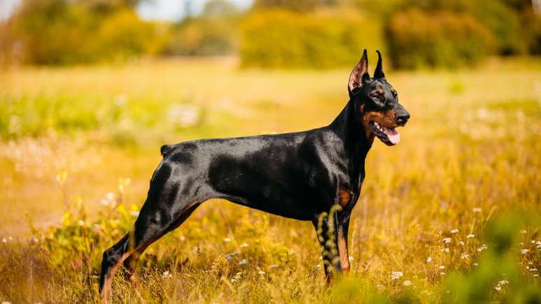 Elegante e &aacute;gil, o doberman &eacute; um c&atilde;o inteligente, leal e protetor, que tamb&eacute;m se destaca pelo v&iacute;nculo pr&oacute;ximo e afetuoso com a fam&iacute;lia 