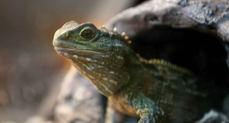 Tuatara &ndash; Reprodu&ccedil;&atilde;o