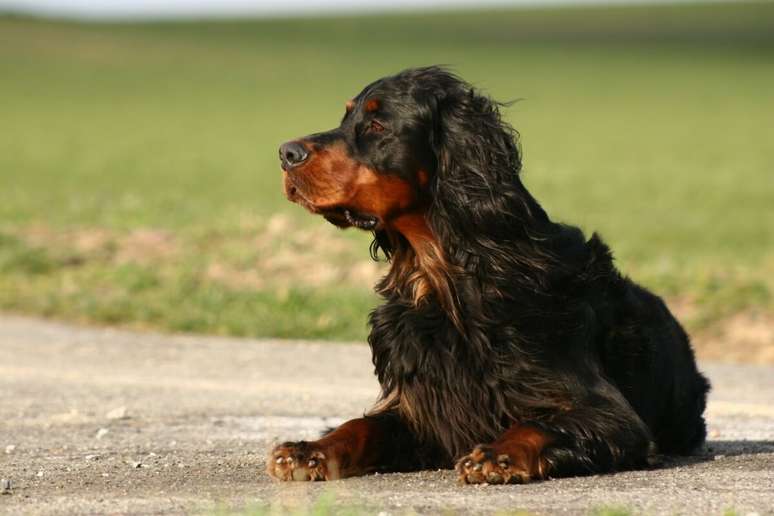 A pelagem longa do setter gordon exige escova&ccedil;&atilde;o regular para evitar n&oacute;s e remover sujeiras 