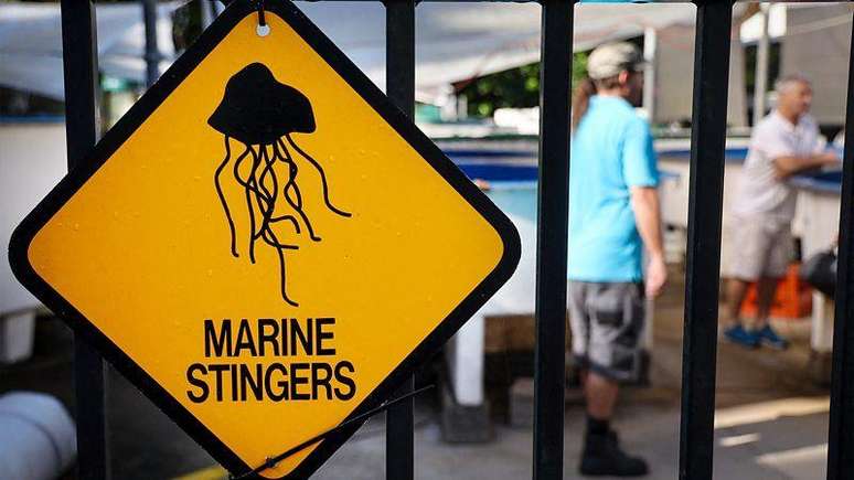 A picada da min&uacute;scula &aacute;gua-viva Irukandji pode deixar as infelizes v&iacute;timas com dores agonizantes