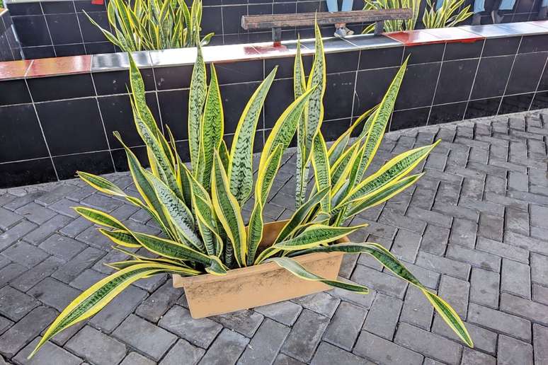 A espada-de-s&atilde;o-jorge tem a&ccedil;&atilde;o purificadora para os ambientes 