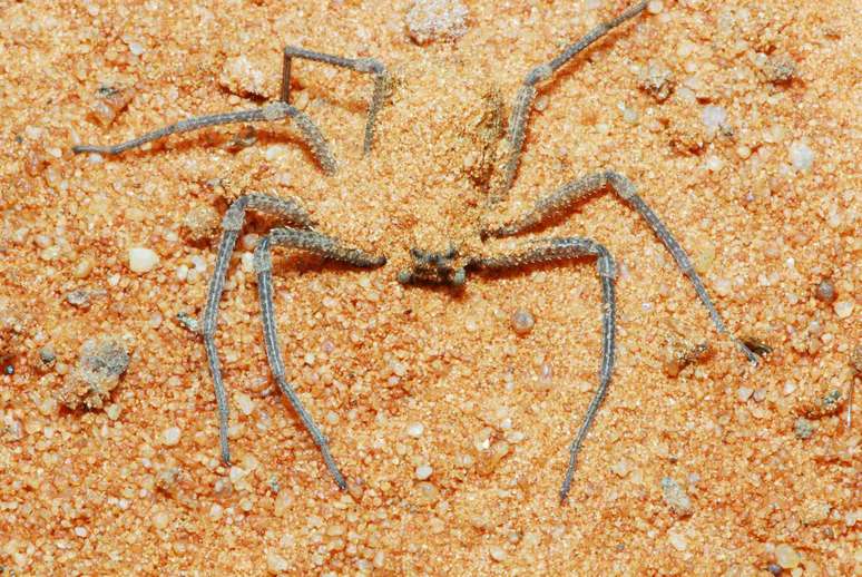 Close-up de aranha enterrada na areia, abd&ocirc;men quase totalmente coberto, com oito longas patas vis&iacute;veis