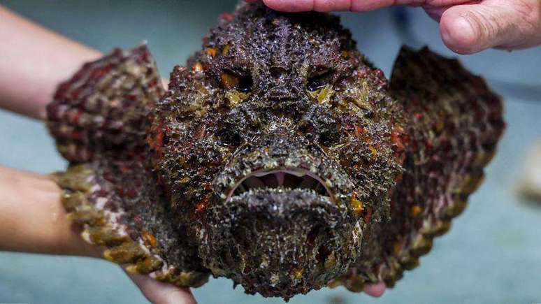 O peixe-pedra costuma ficar camuflado nas rochas e fissuras, fazendo com que os banhistas acabem pisando nele sem perceber