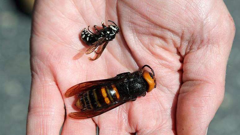 Coyote Peterson comparou a picada da vespa-gigante-do-norte com um 'soco no rosto de Mike Tyson'