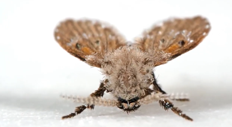 Mosquitos de banheiro: pequenos insetos possuem geralmente entre dois a cinco mil&iacute;metros