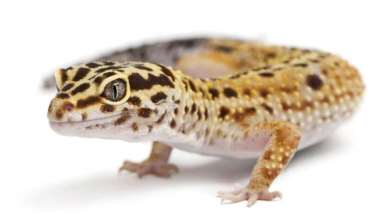 Lagartixa_depositphotos.com / REPTILES4ALL