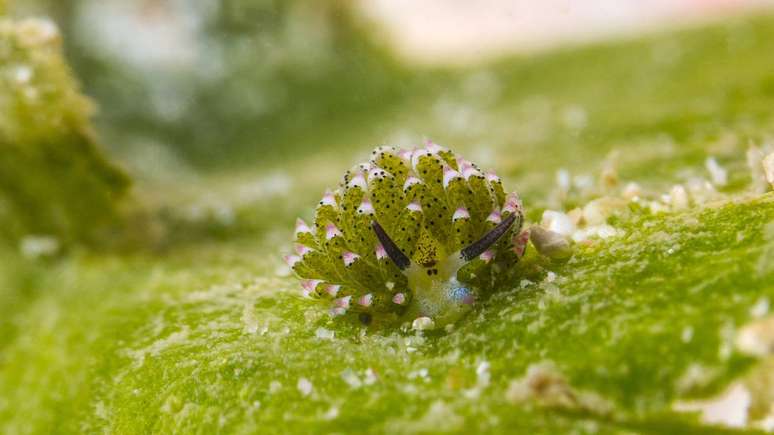 A Costasiella kuroshimae foi registrada principalmente em recifes de coral e fundos arenosos com algas em regi&otilde;es tropicais e subtropicais do Pac&iacute;fico Ocidental &ndash; depositphotos.com / suwatsir