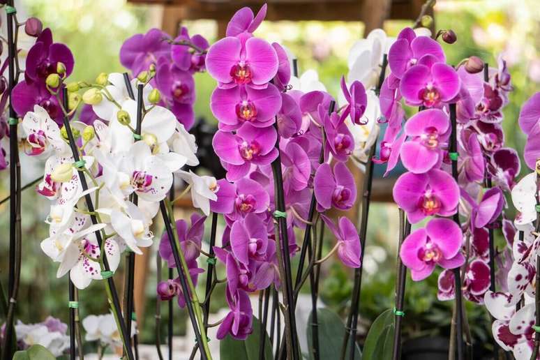 A orqu&iacute;dea cattleya &eacute; uma das mais famosas no Brasil 