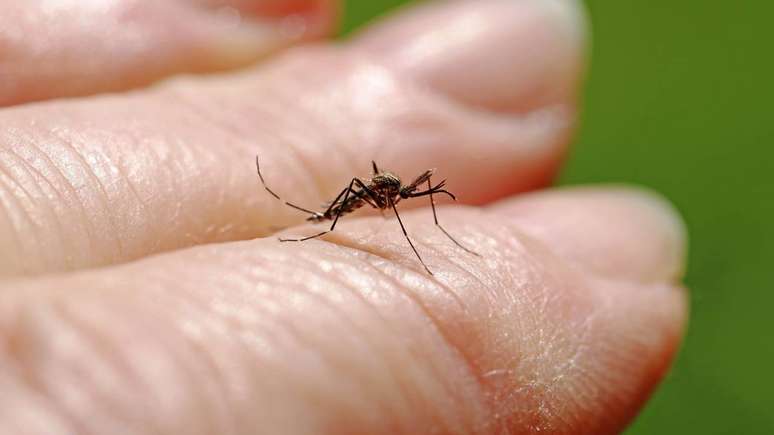 Vari&aacute;veis atmosf&eacute;ricas como press&atilde;o atmosf&eacute;rica, umidade relativa do ar e temperatura interferem no comportamento de voo e na atividade de alimenta&ccedil;&atilde;o dos mosquitos &ndash; depositphotos.com / astrid208